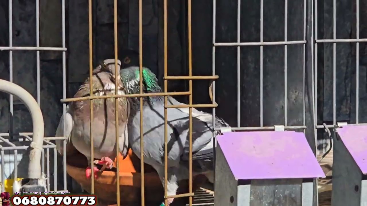 الجديد وصل حمام الزينة ✅️🚨💯🔜