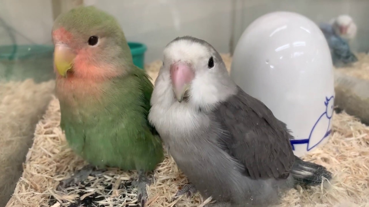 ペットプラザ本羽田萩中店 コザクラインコ モーブ Youtube ペットプラザ本羽田萩中店 コザクラインコ モーブ Youtube