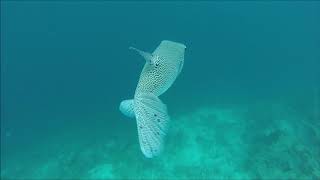 Maldives Club Med Kani Fevrier 2018