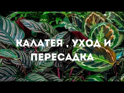 Калатея уход и пересадка в домашних условиях.