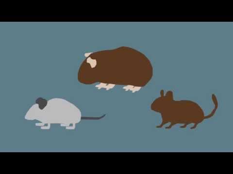 Brain Clears Away Old Memories To Form New Ones, New Research Shows (VIDEO)