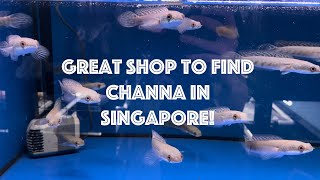 Great Shop to Find Channa in Singapore!! Pulchra, Orna, Bankanensis, Fire & ice, Fireback! 4K (ENG)