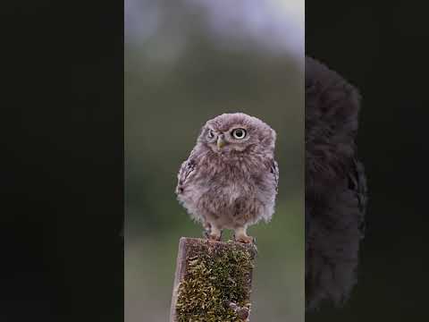 Watch: Baby owl siblings bicker over perching post #Shorts