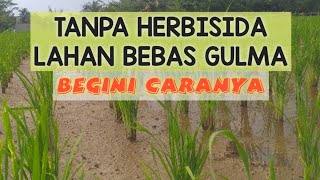 Download Lagu SUPAYA LAHAN SAWAH TIDAK TUMBUH GULMA MP3