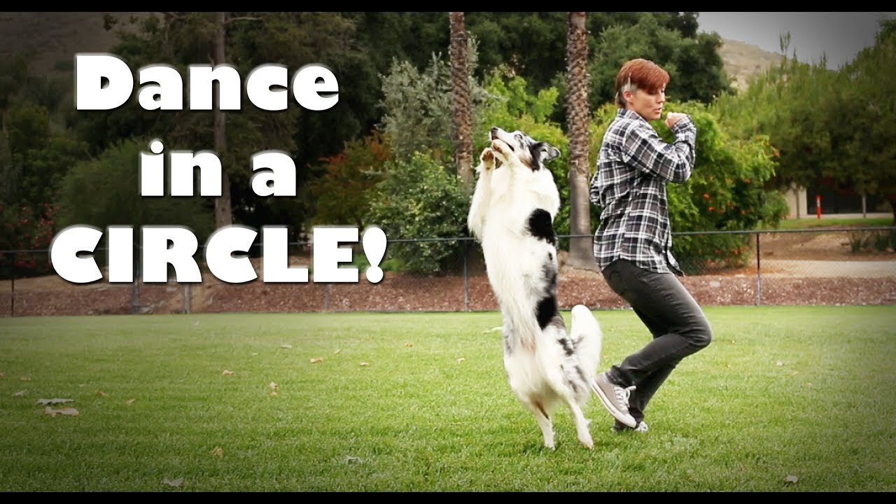 Canine Freestyle Dog Tricks Tutorial 