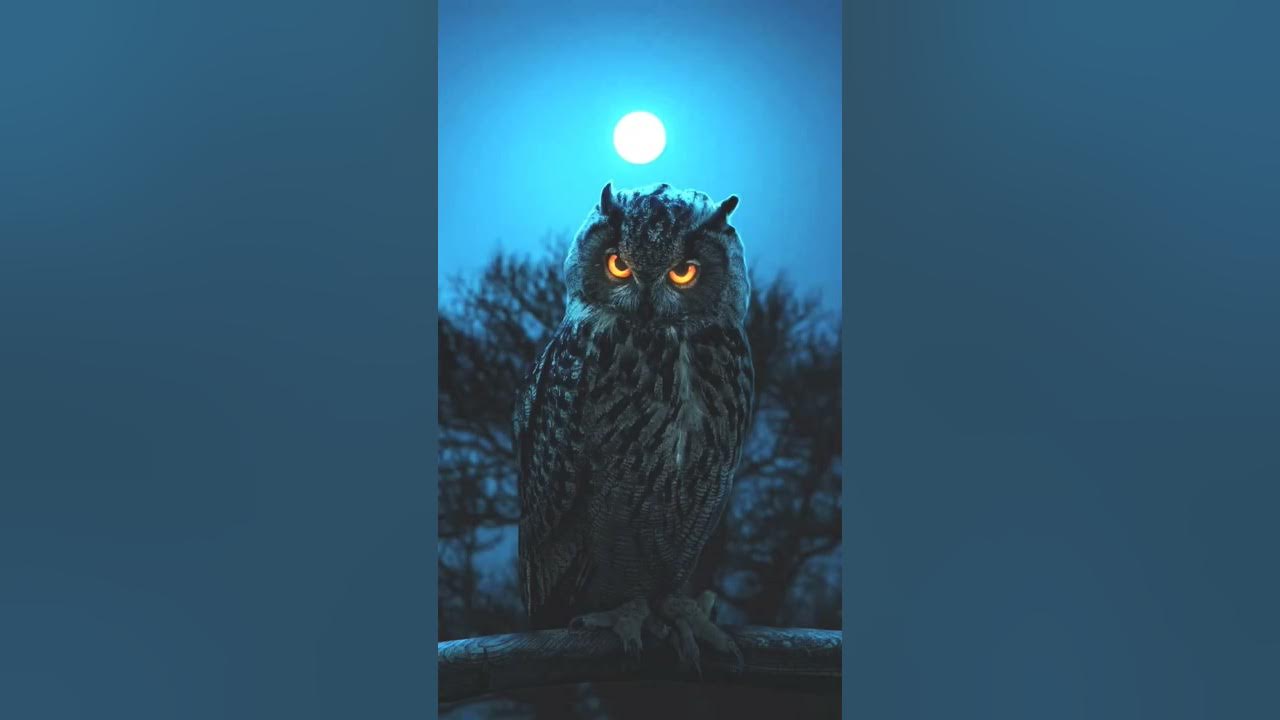 Dangerous Owl Sound | Dangerous owl | p ranjeet
