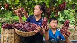 Harvest Vineyard Fruit Go Market Sell - Banana Wine Soak - Goat Care Lý Thị Ca