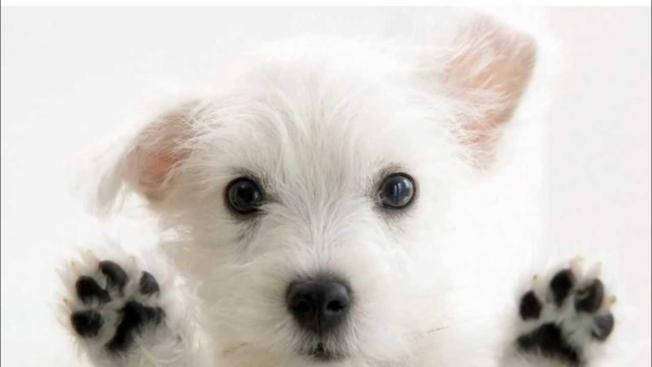 Get adorable. Get adorable