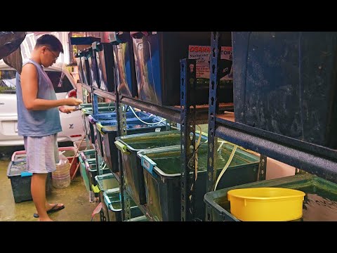 Massive Setup Update! Big Mama Guppies! I Created A New Guppy Strain!!😯😲