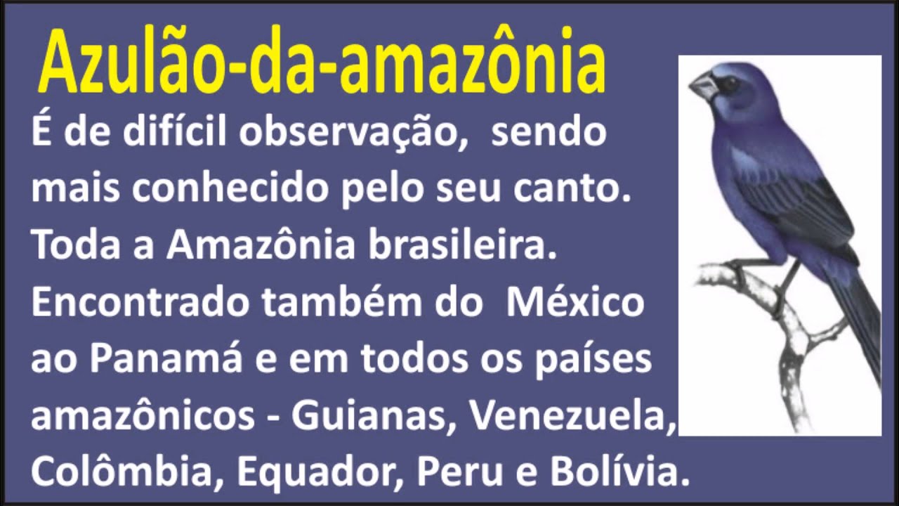 Azulão da Amazônia e seu canto – Passaros.com