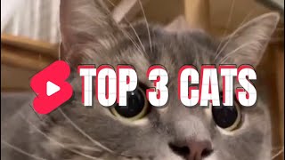 Top 3 Cat Breeds: Discover the Best Feline Companions for Your Home!