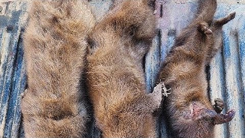 Trapping Mink: North to South. #trapping #trapper #mink