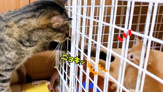 お姉ちゃん猫と子猫のご対面。柴犬が子猫のケージから離れません♥　First time cat and kitten meet