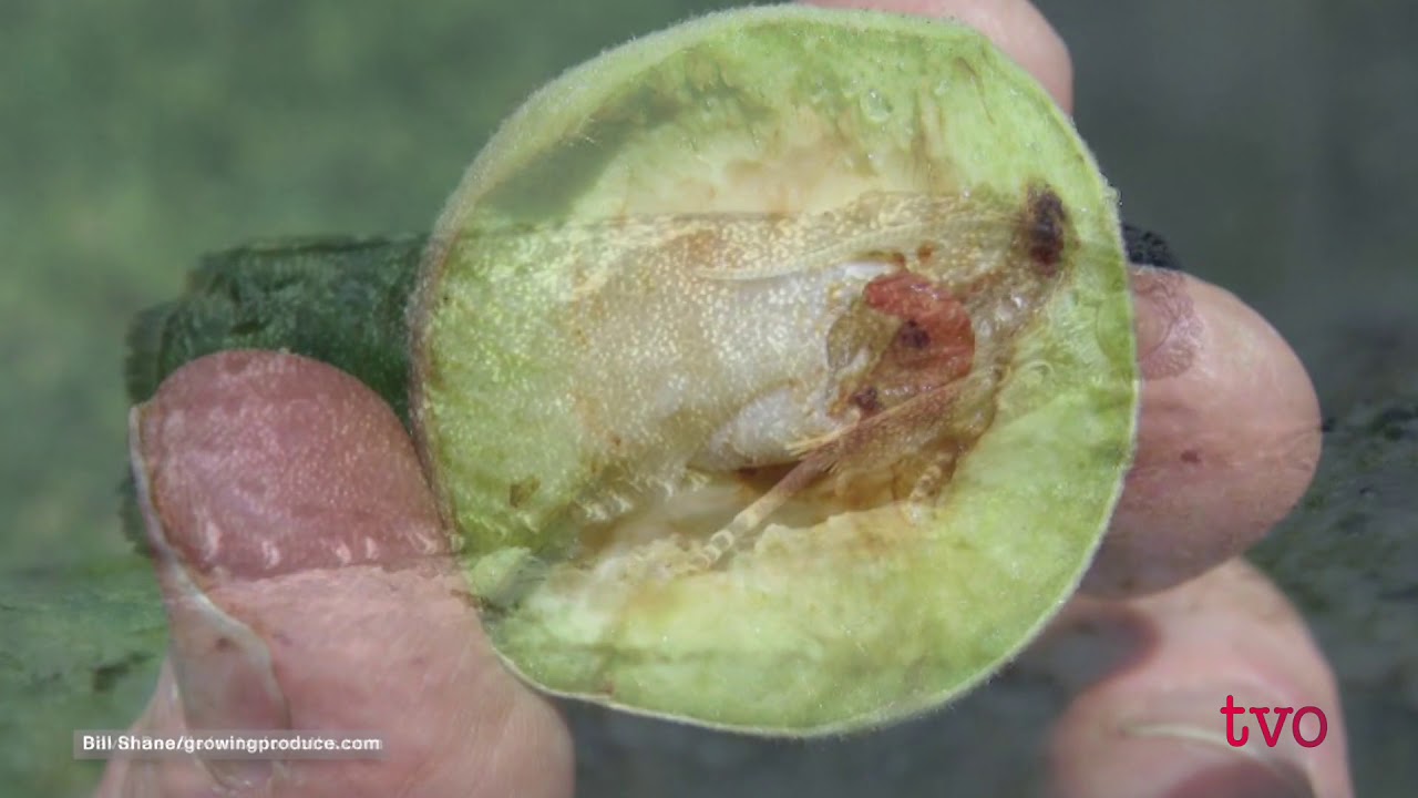 Fuzzy Divide: The Rise of the Nectarine