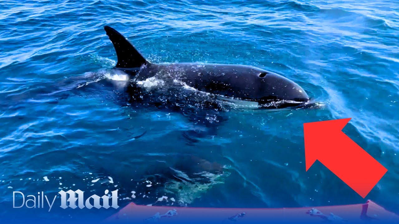 Crew survives killer whale attacking sailboat off coast of Spain