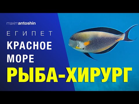 Рыба-хирург. Красное море. Египет