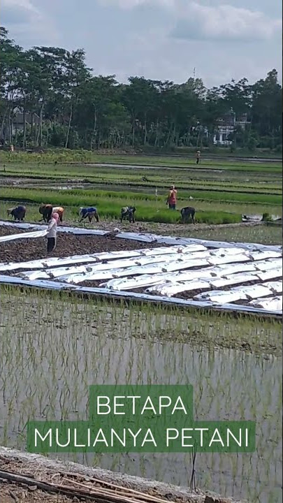 MEMASANG MULSA UNTUK PERSIAPAN TANAM MELON DAN CABE DI SAWAH PETANI MILENIAL ❤️