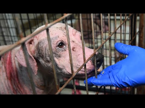 Hairless dogs rescued from alleged neglect