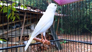 Impossible If Your Canary Does Not Immediately Sing! Belgian Canary Training
