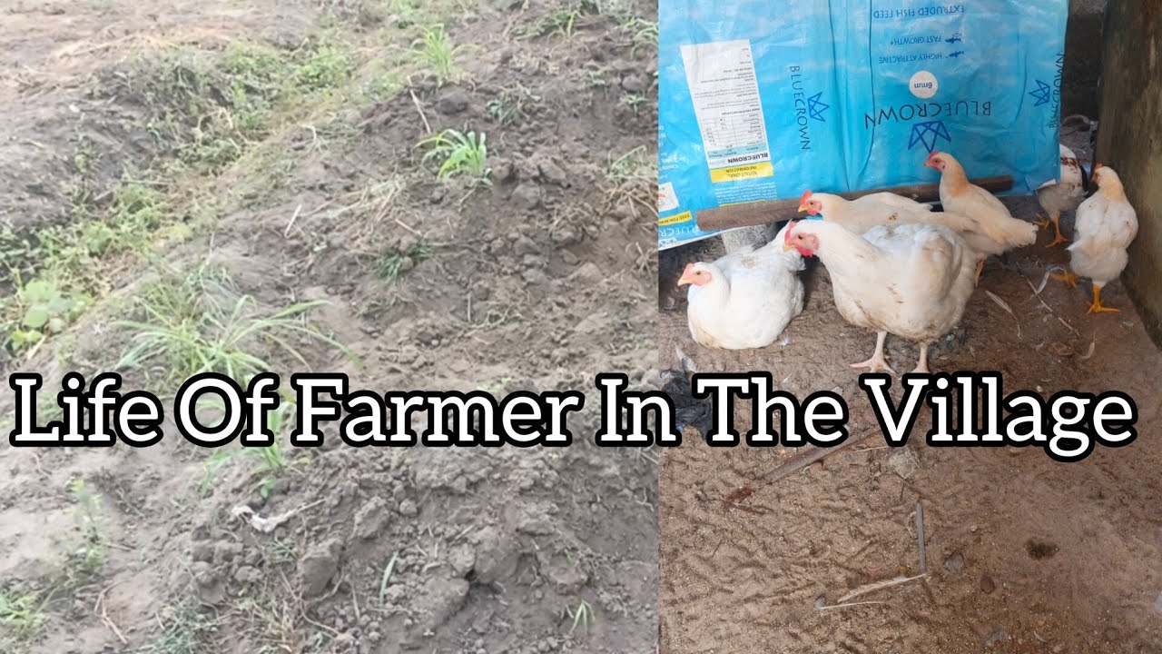 Жизнь фермера, живущего в нигерийской деревне.