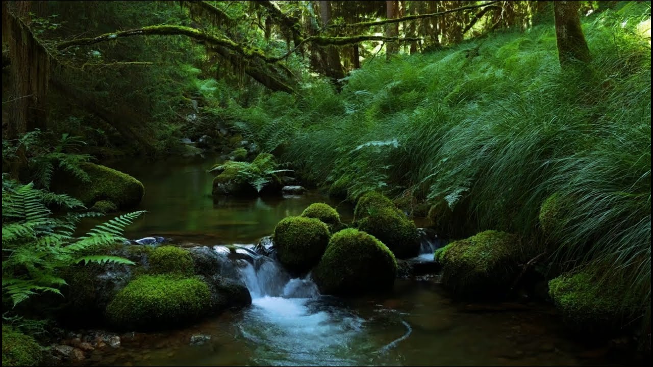 Ambience Nature Sound, Chirping Birds, Calm Water Flow