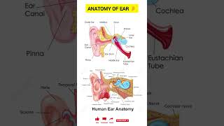 Ear Anatomy and Physiology in Hindi || Ear Parts & Functions || Nursing || Pharmacy | Lab Technician