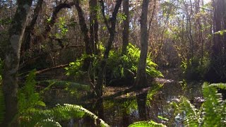 Florida Everglades in need of a lifeline before it's too late, scientists say