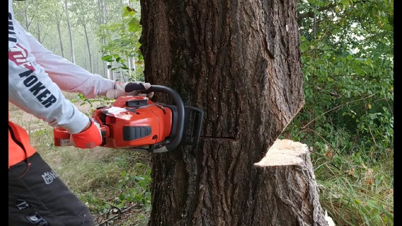 Husqvarna 572xp nyárfa döntés/ felling tree - YouTube