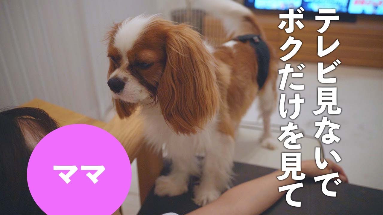 マザコン犬はいつもママにべったり【キャバリア】