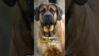 The Giant Mastiff #doghistory #mastiff #shorts