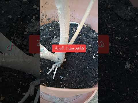 كيف تعرف تعفن التربه وكيف تتجنبه