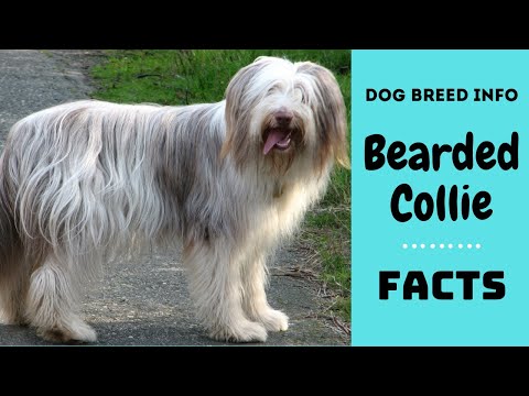 วีดีโอ: Bearded Collie Dog Breed Hypoallergenic สุขภาพและอายุขัย