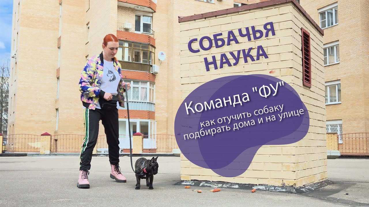 французский бульдог выращивает и дрессирует щенка