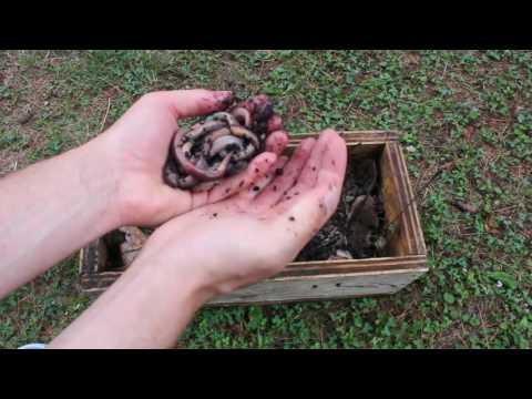 Video: How To Store Worms