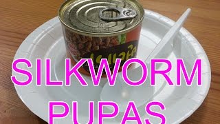 Canned Food Silkworm Pupas - Let's Taste *Warning Disgusting*