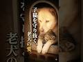 子猫を守り抜く、老犬の愛。 #感動猫動画 #老犬 #保護猫