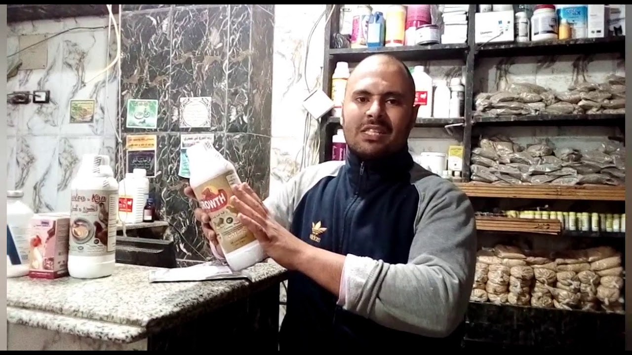 تسمين الرومي الابيض وتربيته