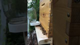 Slow Motion Honey Bees at the Flow Hive 🐝 | Close-Up Footage on an Overcast Day Light Rain