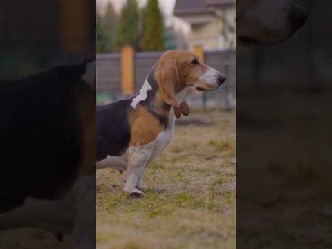 Артезиано-нормандский бассет — О породе с заводчиком #shorts #артезианонормандскийбассет #собаки