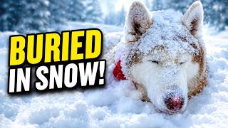 Lost Husky Showed Up at My Door—Should I Keep Him?