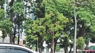 對面蝴蝶公園的晚開藍花楹