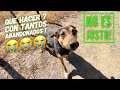 Cachorros y más perros ABANDONADOS😡! Por que lo hacen?🤷‍♂️ Que hacer? Son demasiados!!