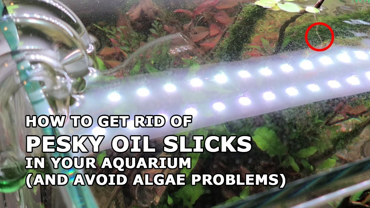 HOW TO Remove Oil From Your Aquarium (SUNSUN Surface Skimmer JY02