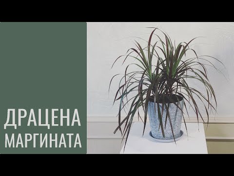 Video: Dracaena Marginata Info: Wie man eine rotkantige Dracaena-Pflanze anbaut