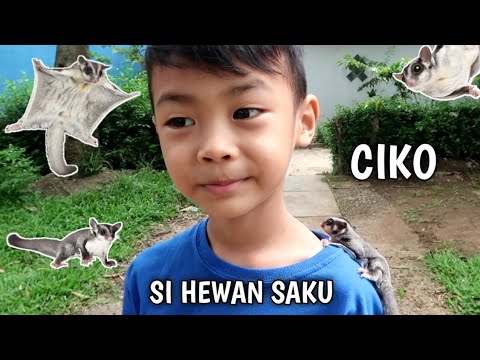 CIKO SI HEWAN  SAKU SUGAR  GLIDER  YouTube