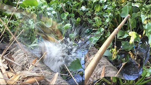 Lên hàng khủng cuối mùa khô, câu cá lóc bằng vịt con cận cảnh cú đớp con cá lóc chà bá nợn