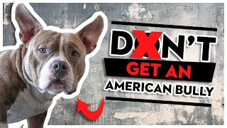5 Reasons NOT To Get An American Bully
