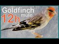 12h mule GOLDFINCH song