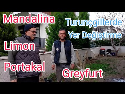 TURUNÇGİL AĞAÇLARINDA YER