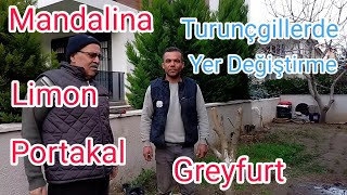 Turunçgi̇l Ağaçlarinda Yer Deği̇şti̇rme Nasil Yapilir. Mandalina Limon Portakal Fidanı Yer Değiştirme